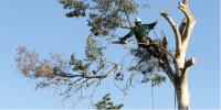 Tree Service of Charlottesville image 11